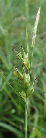 Carex depauperata \ Armbltige Segge, Verarmte Segge / Starved Wood Sedge, F Neuf Brisach 5.6.2018