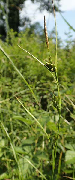Carex depauperata \ Armbltige Segge, Verarmte Segge, F Neuf Brisach 5.6.2018