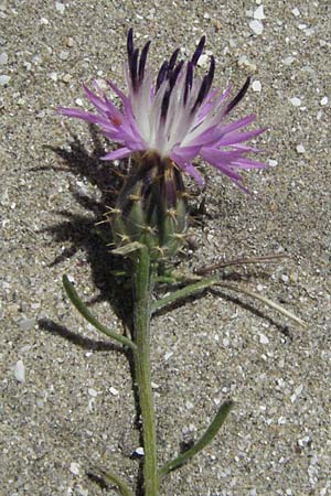 Centaurea aspera \ Raue Flockenblume, F Mauguio 7.6.2006