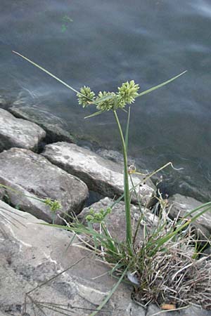 Cyperus eragrostis \ Frischgrnes Zypergras, Liebesgrasartiges Zypergras, F Avignon 7.8.2006