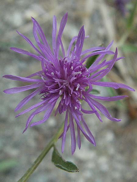 Centaurea microptilon / Small-Feather Knapweed, F Pyrenees, Eus 14.8.2006