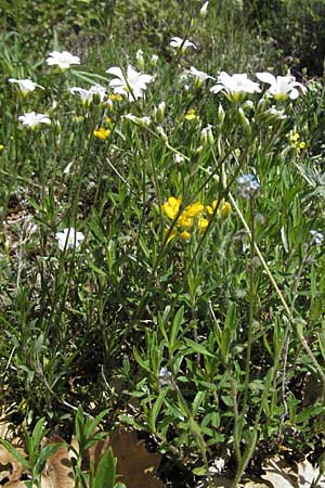 Cerastium arvense \ Acker-Hornkraut, F Castellane 12.5.2007