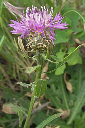 Centaurea aspera \ Raue Flockenblume, F Camargue 13.5.2007