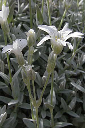 Cerastium tomentosum \ Filziges Hornkraut, Silber-Teppich, F Corbières, Talairan 13.5.2007