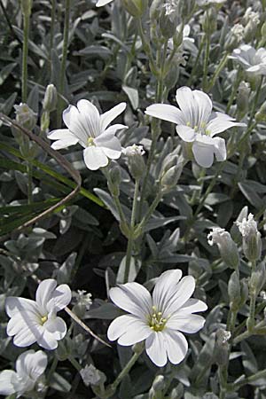 Cerastium tomentosum \ Filziges Hornkraut, Silber-Teppich, F Corbières, Talairan 13.5.2007