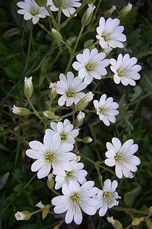 Cerastium tomentosum \ Filziges Hornkraut, Silber-Teppich / Snow in Summer, F Col de Gleize 22.6.2008