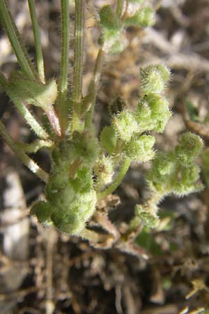 Campanula erinus \ Leberbalsam-Glockenblume, F Toreilles 24.6.2008