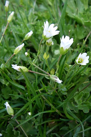 Cerastium cerastoides ? \ Dreigriffeliges Hornkraut / Starwort Mouse-Ear, F Pyrenäen/Pyrenees, Eyne 25.6.2008