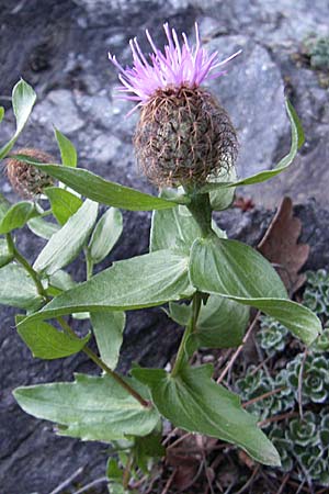 Centaurea pectinata \ Kamm-Flockenblume, F Pyrenäen, Olette 27.6.2008