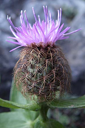 Centaurea pectinata \ Kamm-Flockenblume / Comb Knapweed, F Pyrenäen/Pyrenees, Olette 27.6.2008