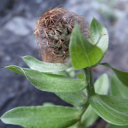 Centaurea pectinata \ Kamm-Flockenblume / Comb Knapweed, F Pyrenäen/Pyrenees, Olette 27.6.2008