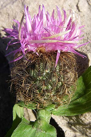 Centaurea pectinata \ Kamm-Flockenblume / Comb Knapweed, F Pyrenäen/Pyrenees, Olette 28.6.2008