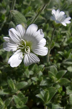 Cerastium eriophorum \ Wolliges Hornkraut / Wooly Alpine Mouse-Ear, F Col de Lautaret Botan. Gar. 28.6.2008