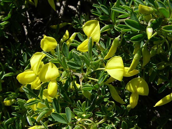 Cytisus emeriflorus \ Bergamasker Geiklee, Strauchwicken-Geiklee, F Col de Lautaret Botan. Gar. 28.6.2008