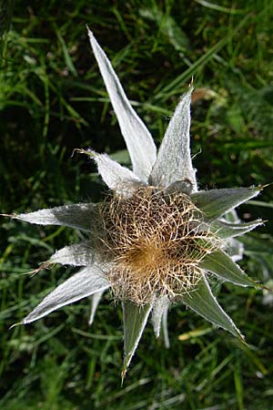 Centaurea uniflora \ Einkpfige Flockenblume / Plume Knapweed, F Col de Lautaret 28.6.2008