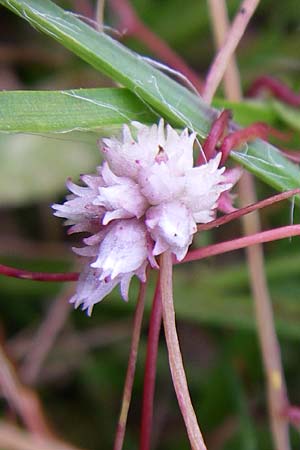 Cuscuta epithymum \ Quendel-Seide, F Vogesen, Grand Ballon 12.7.2008