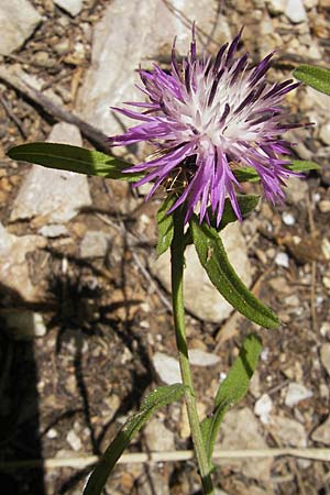 Centaurea aspera \ Raue Flockenblume, F Saint-Guilhem-le-Desert 1.6.2009