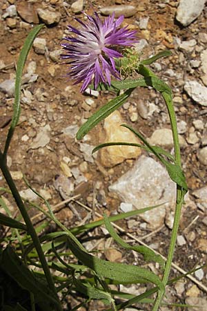 Centaurea aspera \ Raue Flockenblume, F Saint-Guilhem-le-Desert 1.6.2009