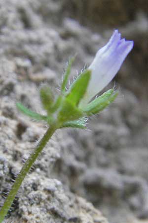 Campanula erinus \ Leberbalsam-Glockenblume, F Saint-Guilhem-le-Desert 1.6.2009