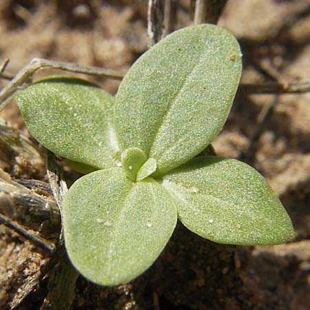 Centaurium erythraea \ Echtes Tausendgldenkraut, F Bitche 10.7.2010