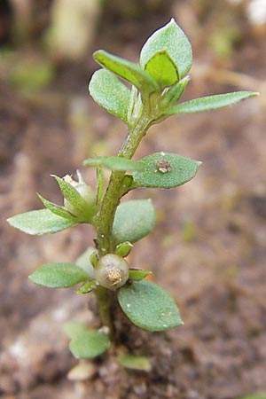 Lysimachia minima \ Acker-Kleinling, Zwerg-Gauchheil / Chaffweed, F Bitche 4.9.2010