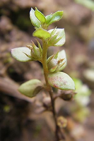 Lysimachia minima \ Acker-Kleinling, Zwerg-Gauchheil, F Bitche 4.9.2010