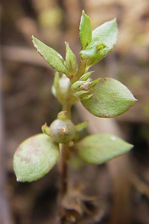 Lysimachia minima \ Acker-Kleinling, Zwerg-Gauchheil / Chaffweed, F Bitche 4.9.2010