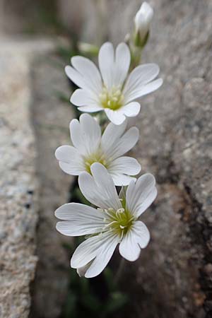 Cerastium arvense subsp. strictum \ Steifes Acker-Hornkraut, F Col de la Bonette 8.7.2016