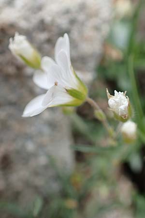 Cerastium arvense subsp. strictum / American Field Mouse-Ear, F Col de la Bonette 8.7.2016