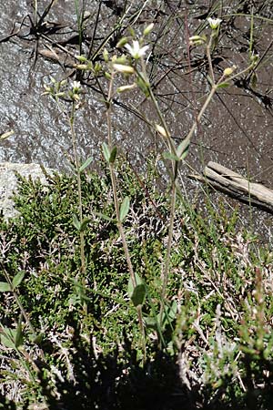 Cerastium fontanum \ Quell-Hornkraut / Common Mouse-Ear, F Pyrenäen/Pyrenees, Mont Louis 3.8.2018