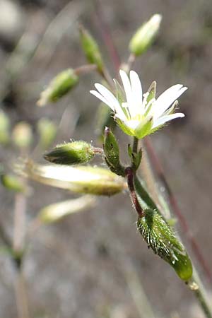 Cerastium fontanum \ Quell-Hornkraut / Common Mouse-Ear, F Pyrenäen/Pyrenees, Mont Louis 3.8.2018