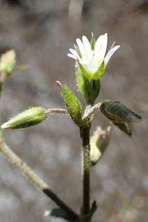 Cerastium fontanum \ Quell-Hornkraut, F Pyrenäen, Mont Louis 3.8.2018