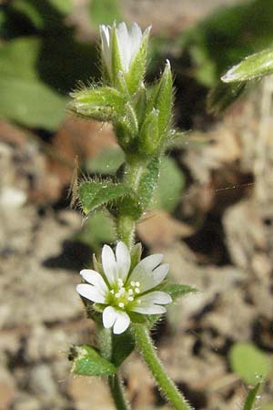 Cerastium fontanum \ Quell-Hornkraut / Common Mouse-Ear, F Allevard 11.6.2006