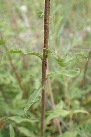 Crepis bursifolia \ Tschelkrautblttriger Pippau, Italienischer Pippau, F Barcelonnette 8.7.2016
