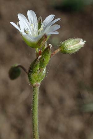 Cerastium fontanum \ Quell-Hornkraut, F Sermoyer 4.5.2023