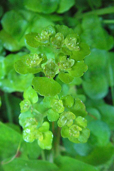 Chrysosplenium oppositifolium \ Gegenblttriges Milzkraut / Opposite-Leaved Golden-Saxifrage, F Allevard 11.6.2006