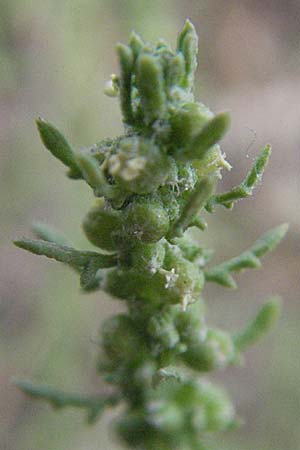 Dysphania multifida \ Schlitzblttriger Drsengnsefu / Cutlef Goosefoot, F Collioure 14.8.2006