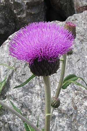 Cirsium heterophyllum / Melancholy Thistle, F Col de la Bonette 8.7.2016