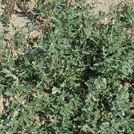 Chenopodium ficifolium \ Feigenblttriger Gnsefu / Fig-Leaved Goosefoot, F Canet-en-Roussillon 27.7.2018