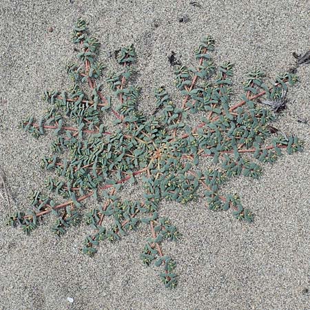 Chamaesyce peplis \ Sumpfquendel-Wolfsmilch / Purple Spurge, F Canet-en-Roussillon 9.8.2018