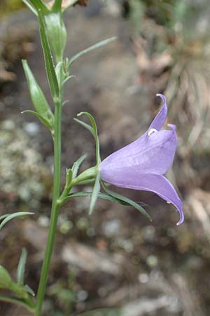 Campanula hispanica \ Spanische Glockenblume, F Pyrenäen, Gorges de la Fou 10.8.2018