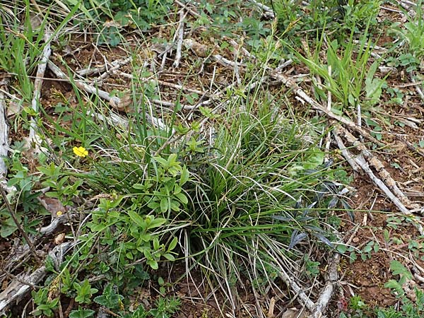 Carex halleriana \ Grundstielige Segge, Hallers Segge, F Brochon 28.4.2023