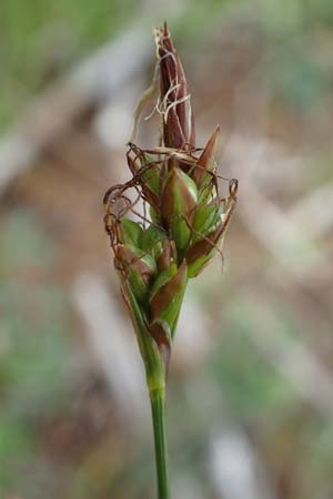 Carex halleriana \ Grundstielige Segge, Hallers Segge / Southern Sedge, Haller's Sedge, F Brochon 28.4.2023