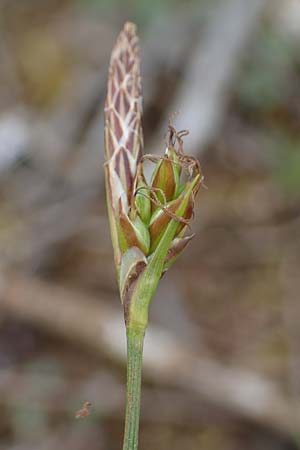 Carex halleriana \ Grundstielige Segge, Hallers Segge / Southern Sedge, Haller's Sedge, F Brochon 28.4.2023