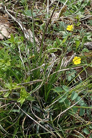 Carex halleriana \ Grundstielige Segge, Hallers Segge, F Brochon 28.4.2023