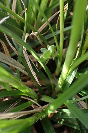 Carex halleriana \ Grundstielige Segge, Hallers Segge, F Brochon 28.4.2023