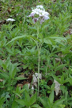 Cardamine heptaphylla \ Siebenblttrige Zahnwurz / Pinnate Coral-Root, F Lons-le-Saunier 5.5.2023