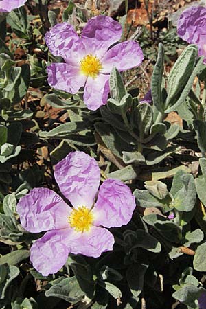 Cistus albidus \ Weiliche Zistrose, F Castellane 12.5.2007