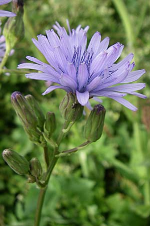 Cicerbita plumieri \ Franzsischer Milchlattich / Hairless Blue Sow-Thistle, F Vogesen/Vosges, Grand Ballon 12.7.2008