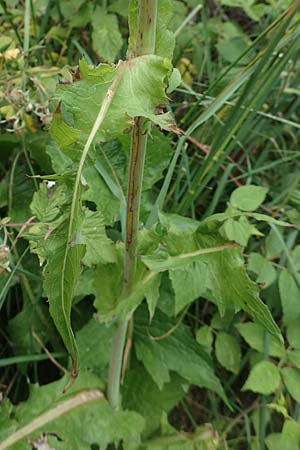 Cicerbita plumieri \ Franzsischer Milchlattich / Hairless Blue Sow-Thistle, F Pyrenäen/Pyrenees, Col de Mantet 28.7.2018